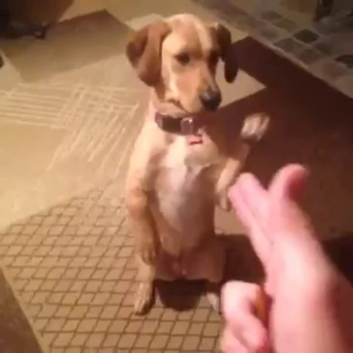 Chien joue le mort (Vine Video)