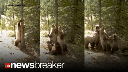 ITCHY BEARS: Time Lapse Cameras Catch Bears Swarming a Tree to Get Their Scratch On