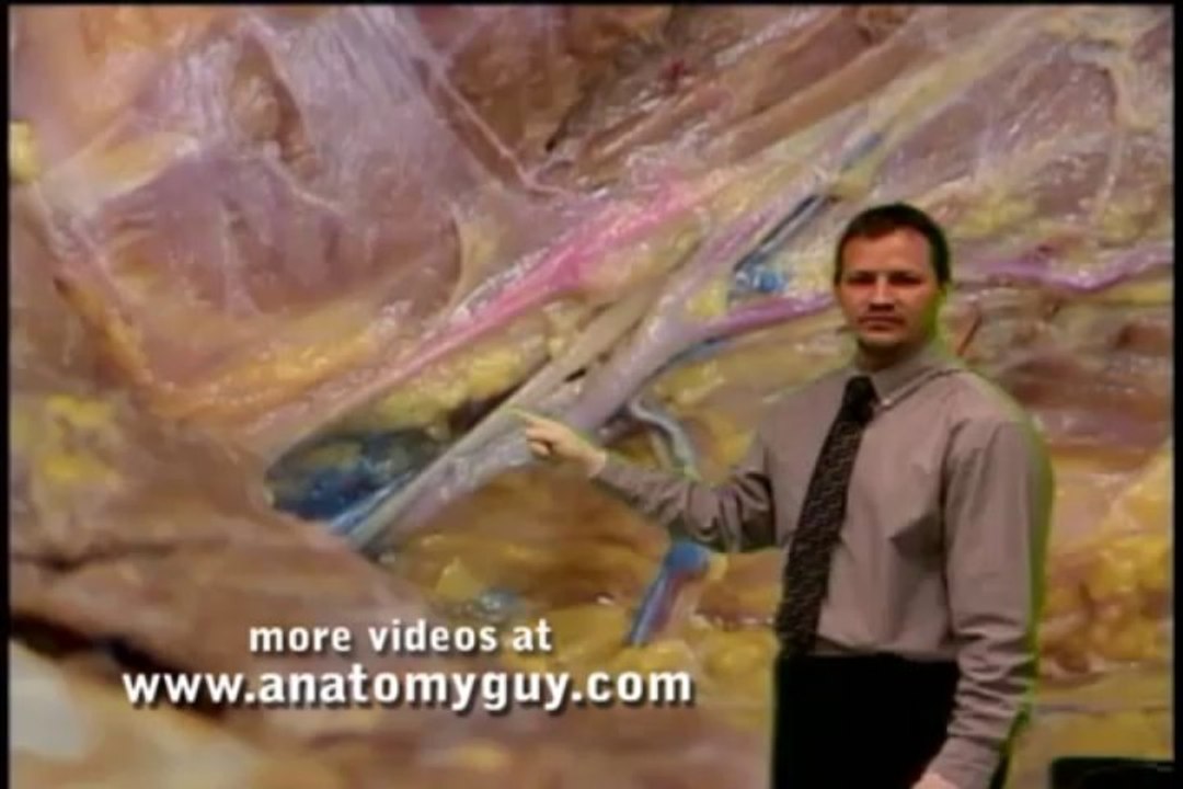 Superficial Back Human Anatomy Dissection