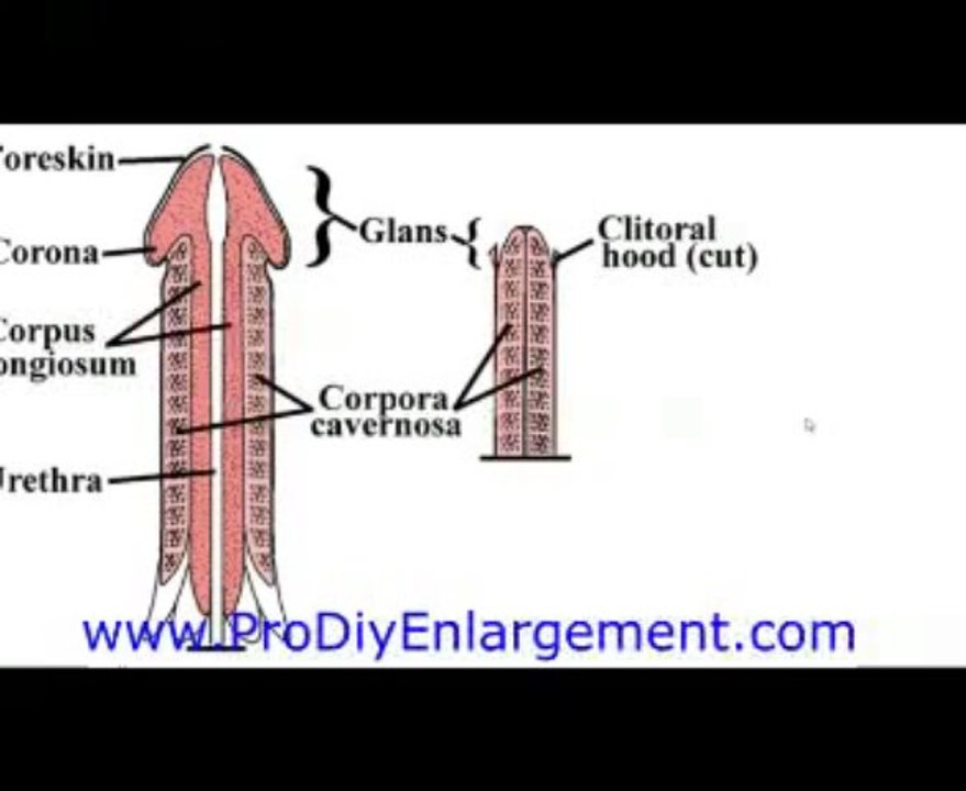 Average Penis Size - Penis Enlargement Bible