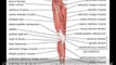 Essentials Of Human Anatomy And Physiology The Muscular System - Anatomy Study Course
