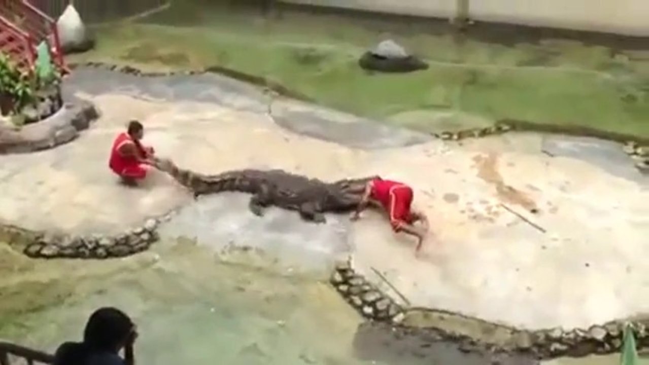 Un crocodile croque la tête de son dresseur