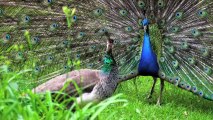 Why Peacocks Have Those Fabulous Tails