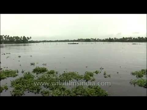Punnamada Lake: Kerala Backwaters