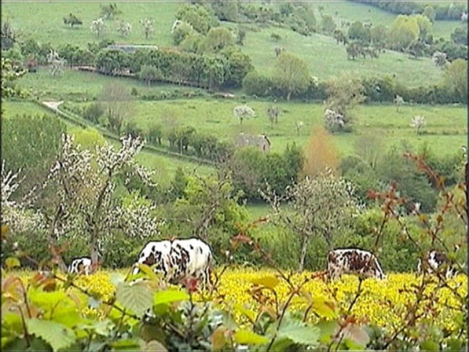 .pommiers en fleurs dans le bocage a