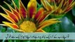 Beautiful Quran Surah Al-Fajr In Urdu Must See very Emotional!!
