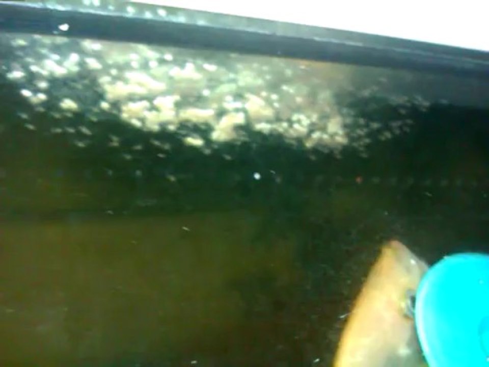 VIDEO0035