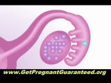 Pregnancy Miracle For Women With Infertility Issues