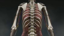 Human Anatomy Visualisation