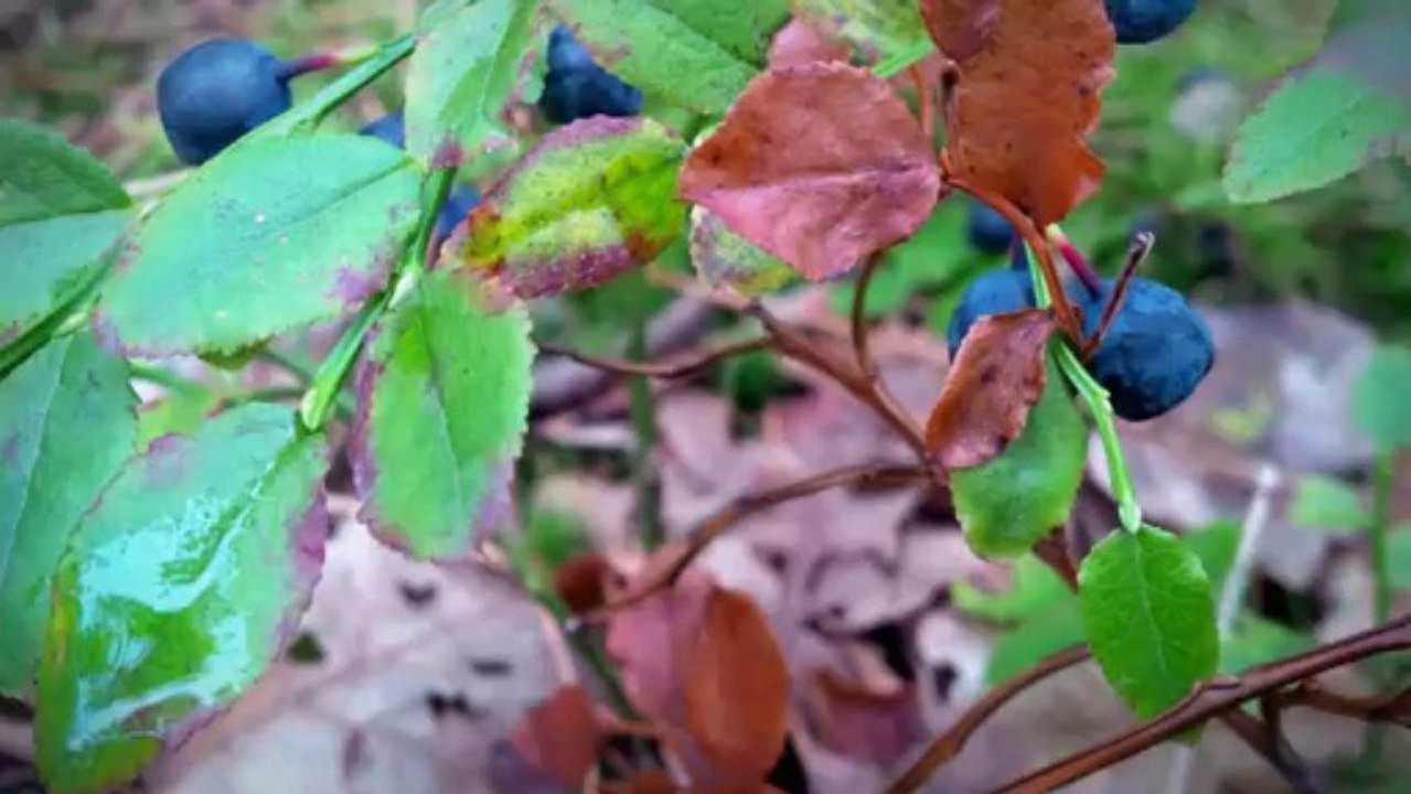 3 seria - zadanie od Orange - Andrzej Składanowski