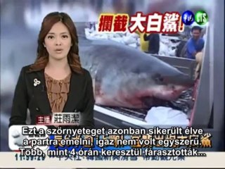 A világ legnagyobb Fehér Cápája!