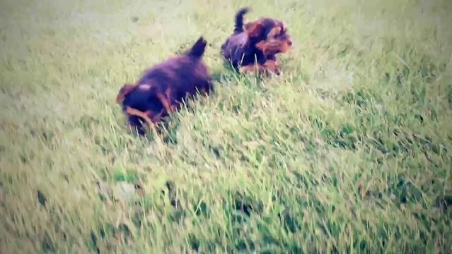 Satilik Tea Cup Yorkshire Terrier Yavrulari 05333974577