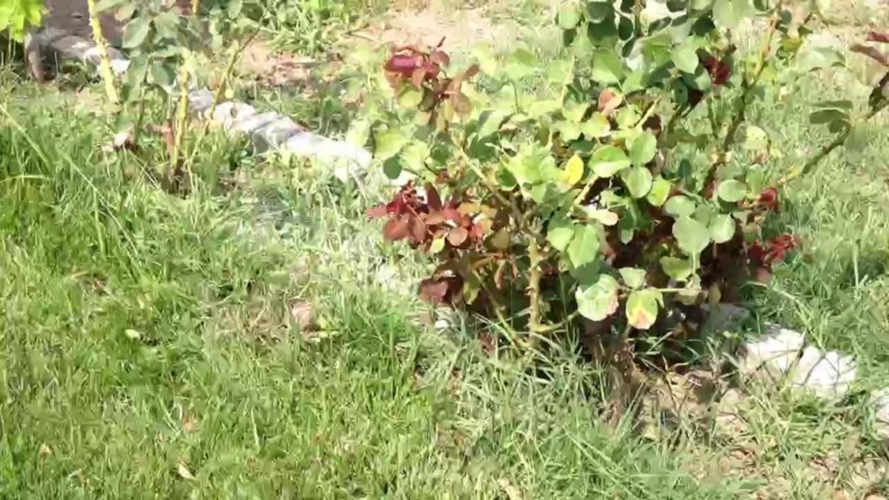 Satilik Orjinal Cavalier King Charles Yavrulari 05333974577