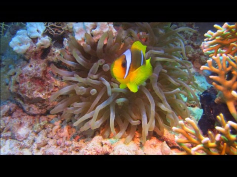 Diaporama Mer Rouge juillet 2013