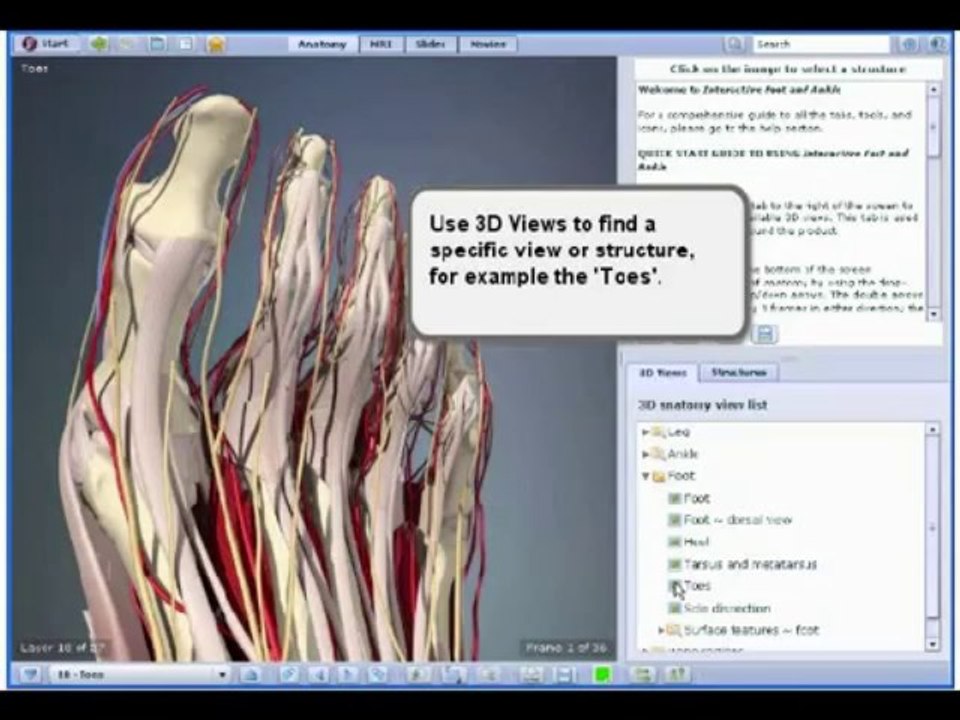 Interactive Foot and Ankle Human Anatomy in 3D - New 2009!