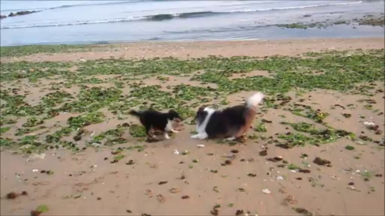 2013.07.23 - Courses folles à  la  fraîcheur du soir