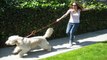 Obedience Dog Trainer - The Online Dog Trainer