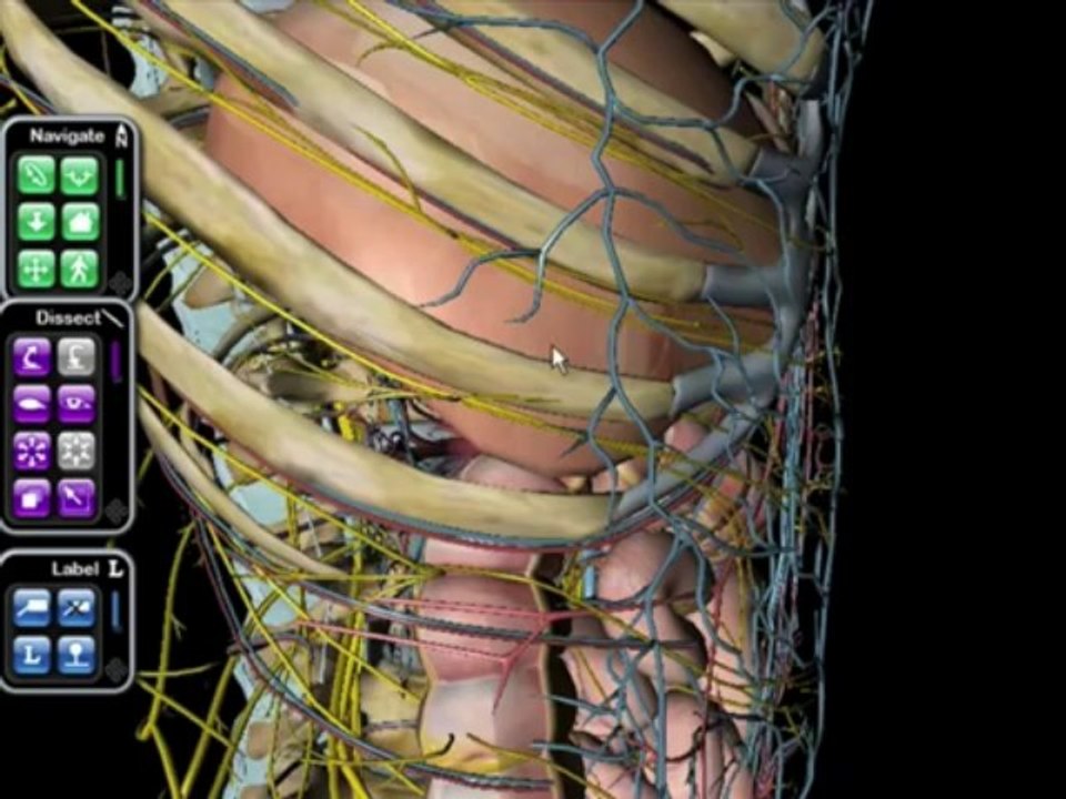 Atlas of Human Anatomy + 1-yr Access to Netter's 3D Interactive Anatomy