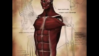 3D Anatomy Model | human anatomy