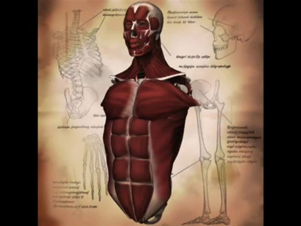 3D Anatomy Model | human anatomy