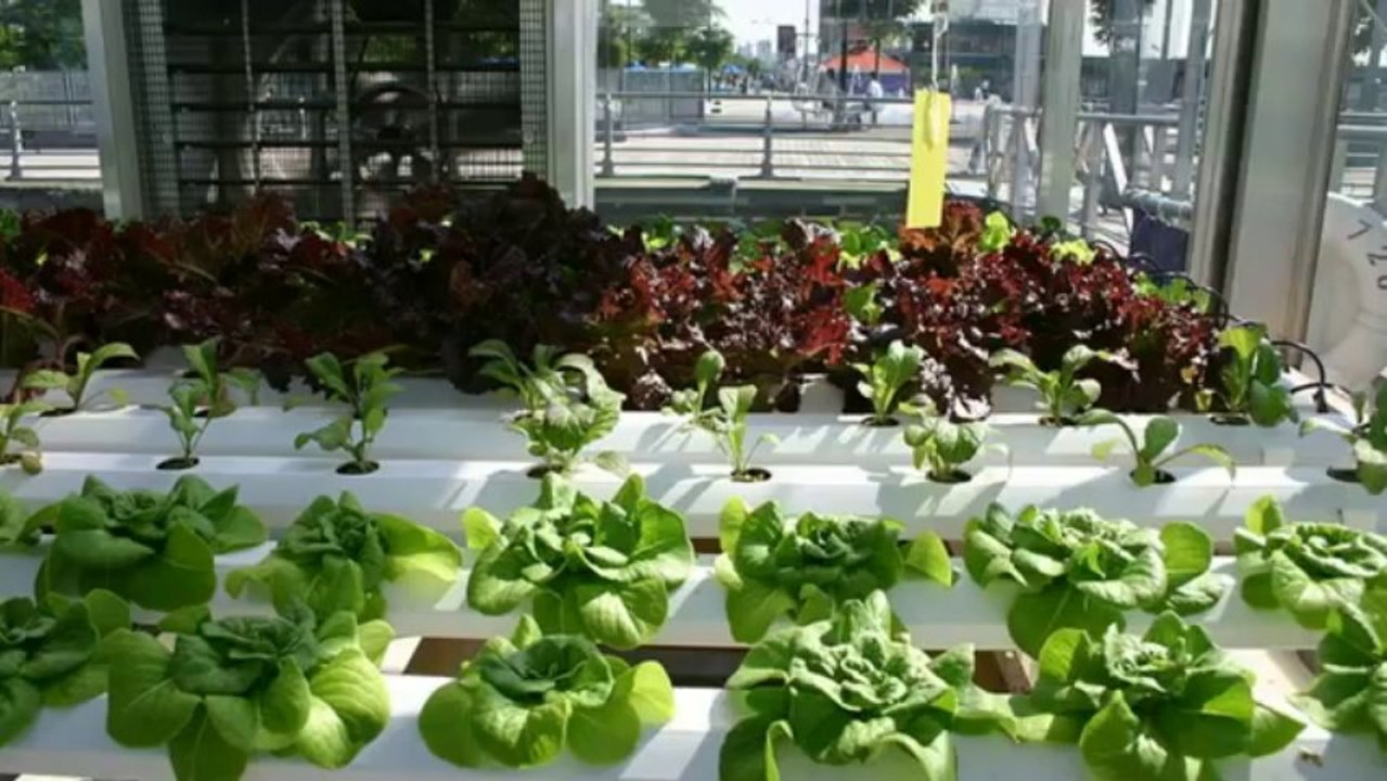 Aquaponics 4 You Review