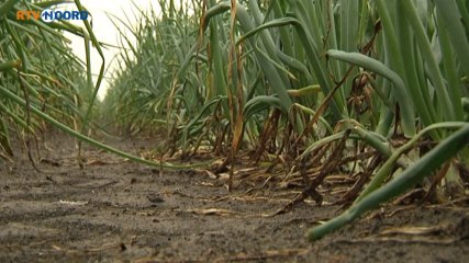 Klei moet rendement gewas verhogen - RTV Noord