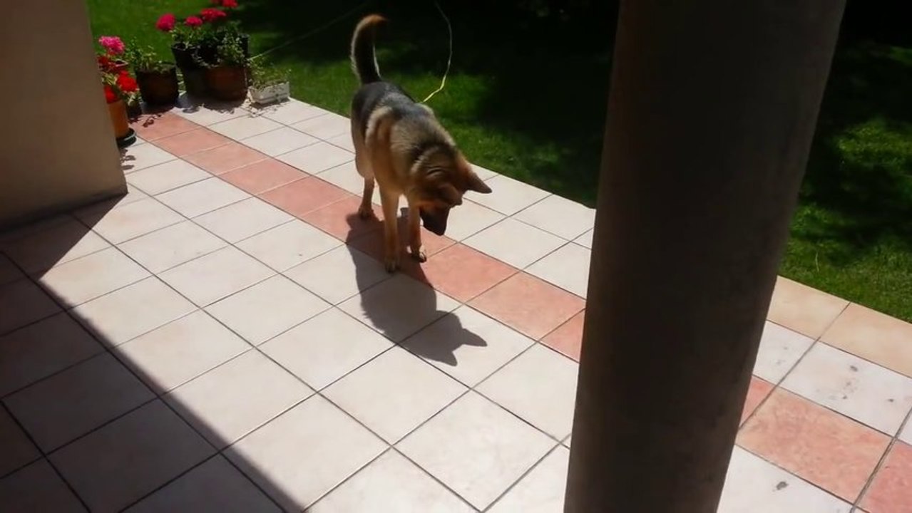 Un chien et son ombre