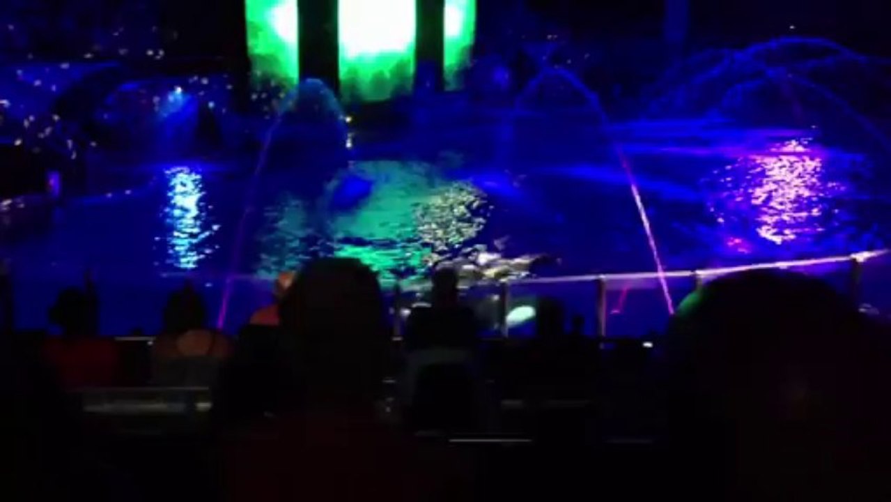 Shamu Rocks 3 Seaworld