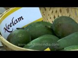 Hathi Jhool , neelam and Shaan E hind mangoes for display at Mango Festival