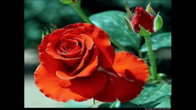 Розы для любимой