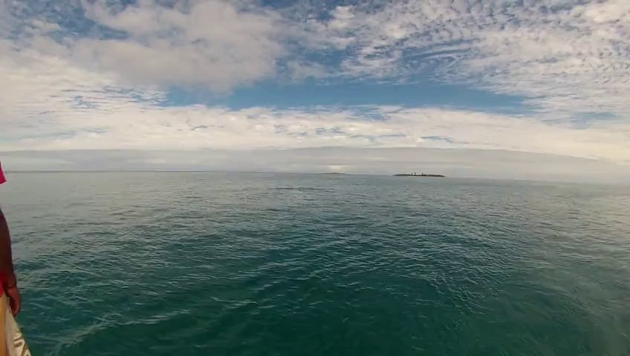 Dauphins