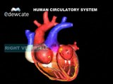 Human Anatomy   Heart circulatory system