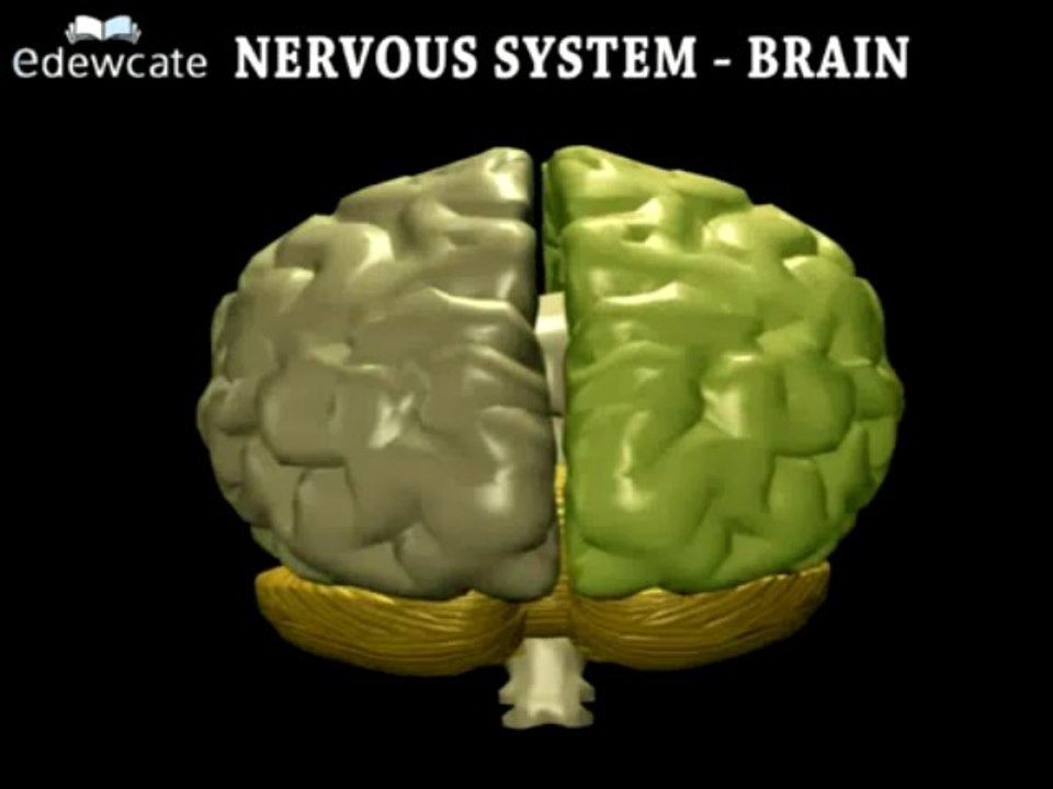 Human Anatomy - Brain