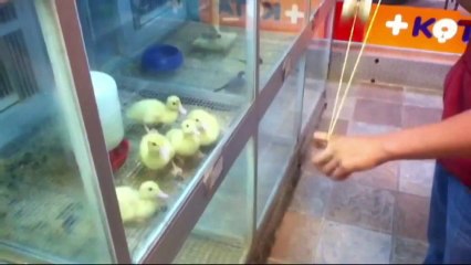 Video des MonatsFunny lustige Unfälle, erschrecken Streiche