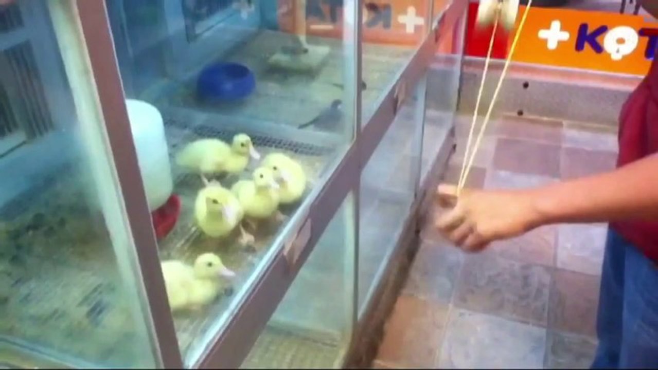 Video des MonatsFunny lustige Unfälle, erschrecken Streiche