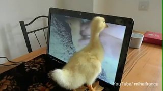 Cute Duckling Reloaded