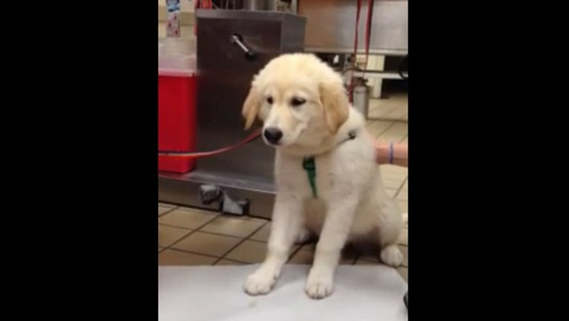 Un chiot vomit un requin