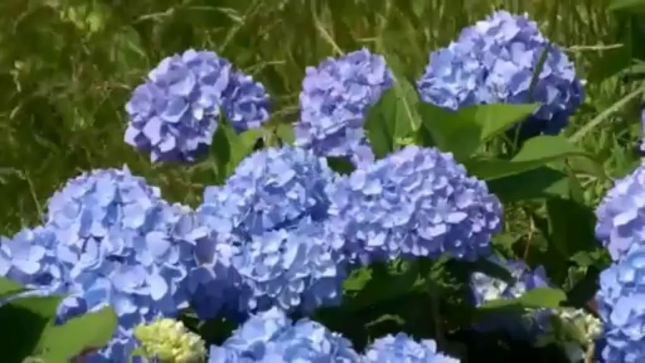 Pretty Purple