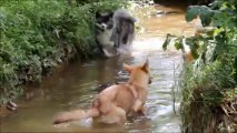 Dernier été à Saulx les Chartreux