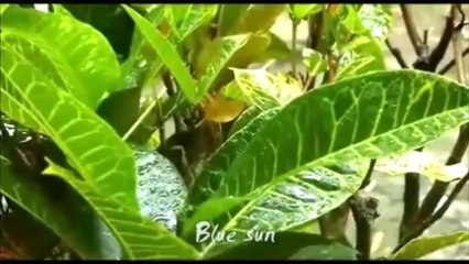 Secret Garden   Silence speaks