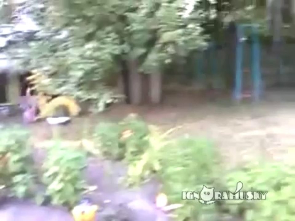chien-chat-mort