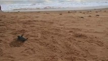 Emmergences bébés tortues Luths, vont toutes à la mer