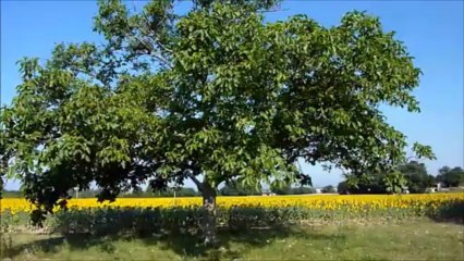 130722 Noyer, tournesols et cigales