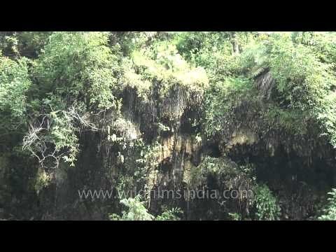 Shiva temple at Sahastradhara in Dehra dun