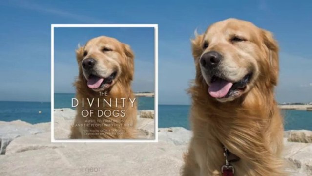 Song: Reflections / Album: The Divinity of Dogs / Artist: George Skaroulis