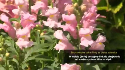 Pełny film Najlepsze najgorsze wakacje (Way, Way Back)