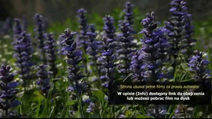 Dobra jakość Baczyński