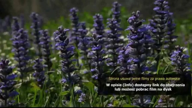 Dobra jakość Baczyński