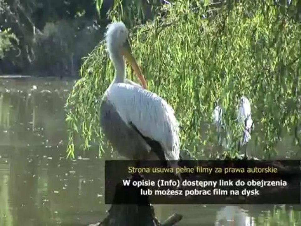 Napisy pl Maryja, matka Jezusa (Io sono con te)
