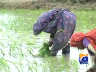 Rice Cultivation-29 Jul 2013